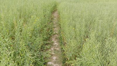 লক্ষ্যমাত্রার ১ হাজার হেক্টর বেশি জমিতে বারি-১৪ সরিষা আবাদ