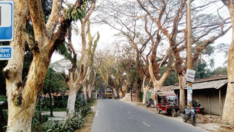 সাতক্ষীরার সড়কে সারি সারি মৃত রেইনট্রি গাছ