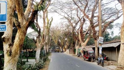সাতক্ষীরার সড়কে সারি সারি মৃত রেইনট্রি গাছ