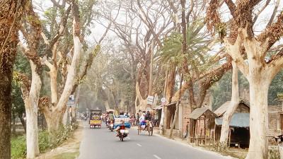 সাতক্ষীরায় মরে গেছে পাঁচ সহস্রাধিক রেইনট্রি গাছ