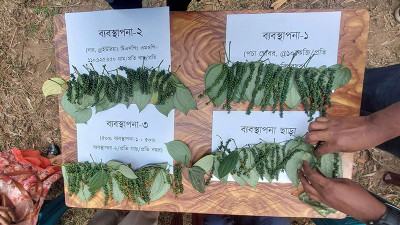 সিলেটের টিলায় বাণিজ্যিকভাবে গোলমরিচ চাষের সম্ভাবনা