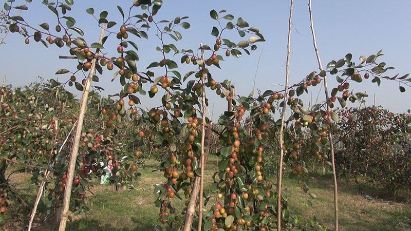 নাটোরে বাহারি রঙের কুলে মুগ্ধ ক্রেতা