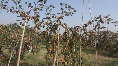 নাটোরে বাহারি রঙের কুলে মুগ্ধ ক্রেতা