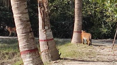 সুন্দরবনে বন বিভাগের চারপাশে ঘুরছে তিনটি বাঘ