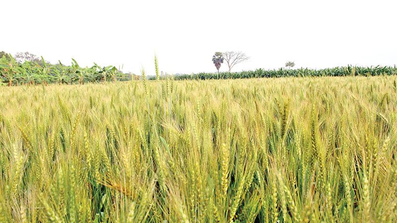 যশোরে গমের আবাদ লক্ষ্যমাত্রা ছাড়িয়েছে