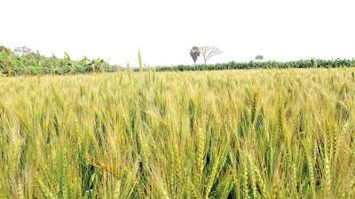 যশোরে গমের আবাদ লক্ষ্যমাত্রা ছাড়িয়েছে