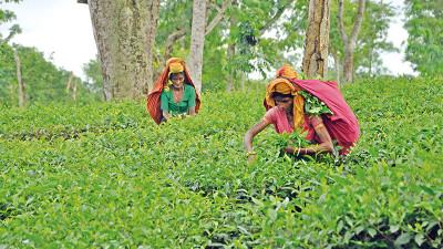 দেশে ৯ কোটি ৩৮ লাখ কেজি চা উৎপাদন