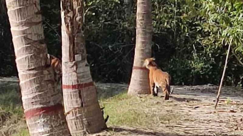 বন বিভাগের টহল ফাঁড়ির আঙিনায় জোড়া বাঘ