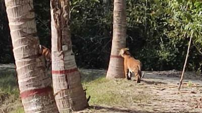 বন বিভাগের টহল ফাঁড়ির আঙিনায় জোড়া বাঘ