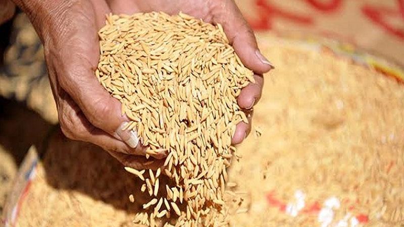 লক্ষ্যমাত্রা ৪,৩২৬ টন ধান সংগ্রহ হয়েছে এক টন!
