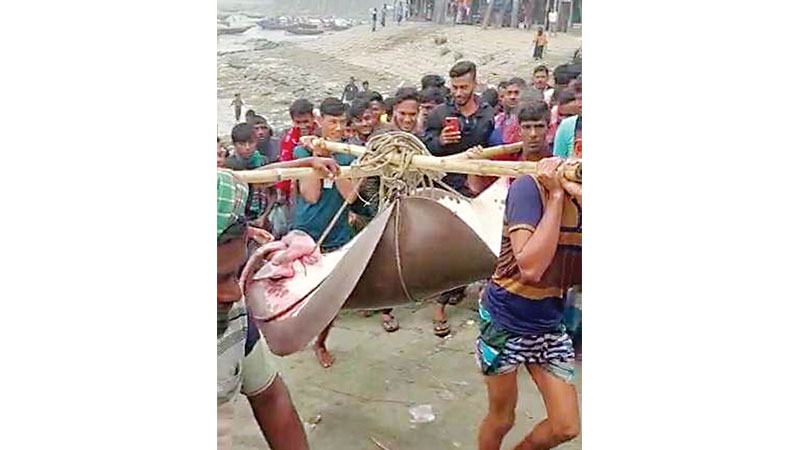 মেঘনায় ধরা পড়ল ১৬০ কেজি ওজনের শাপলা পাতা মাছ