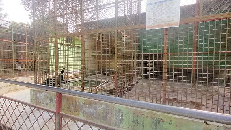 অধিকাংশ পশু-পাখিই বয়স্ক  নেই বাঘ ও হায়েনা