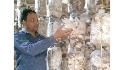 সাতক্ষীরায় মাশরুম চাষ করে অনেকেই স্বাবলম্বী