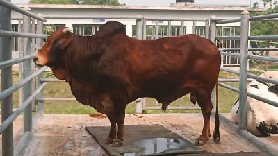 নয় বছরে সোয়া ১০ কোটি টাকার সিমেন উৎপাদন