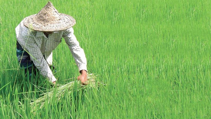 সিলেটে সাড়ে ১১ হাজার হেক্টর অনাবাদি জমি চাষের আওতায়