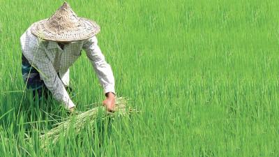 সিলেটে সাড়ে ১১ হাজার হেক্টর অনাবাদি জমি চাষের আওতায়