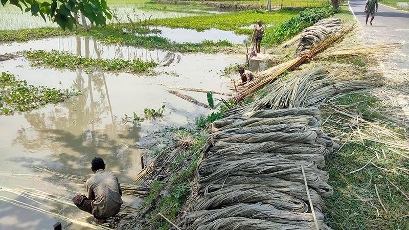 পাটচাষীরা পাবেন কৃষিঋণ মিলবে ভর্তুকি