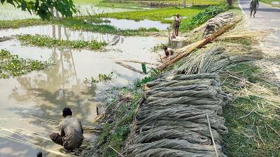 পাটচাষীরা পাবেন কৃষিঋণ মিলবে ভর্তুকি