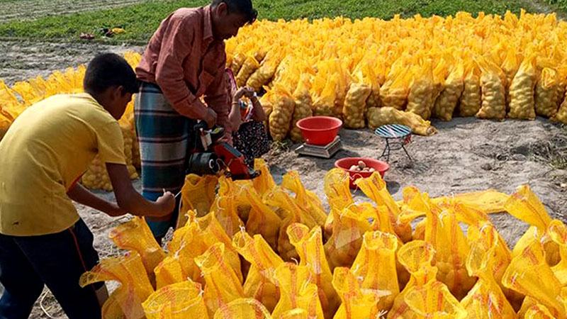 চাহিদা মিটিয়ে বিদেশে যাচ্ছে কালাইয়ের আলু