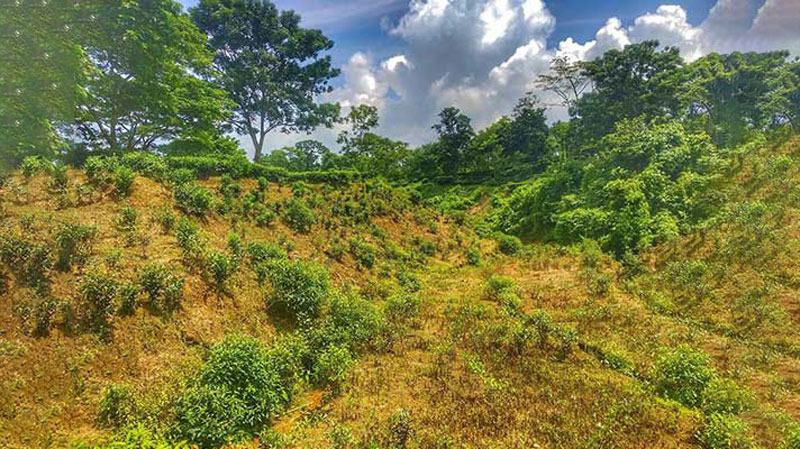 বেহাত হওয়া বনভূমির কাঠা ২১ হাজার টাকা