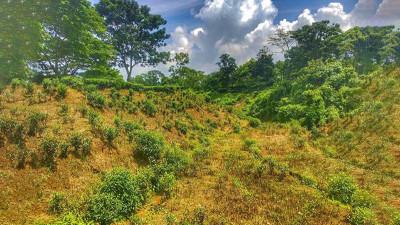 বেহাত হওয়া বনভূমির কাঠা ২১ হাজার টাকা