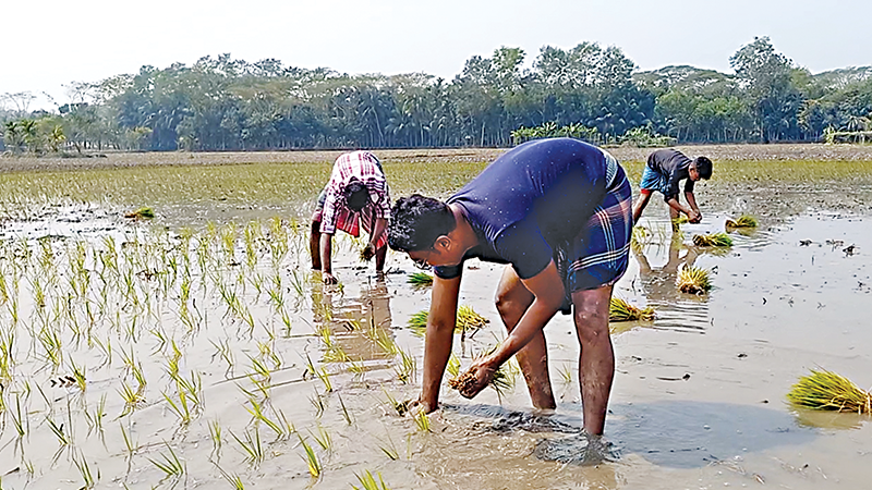 পানি পেয়ে হতাশা কেটেছে চাঁদপুর সেচ প্রকল্পের কৃষকের