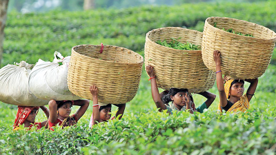 দেশীয় চা উৎপাদনে সমতলের ওপর নির্ভরশীলতা বাড়ছে