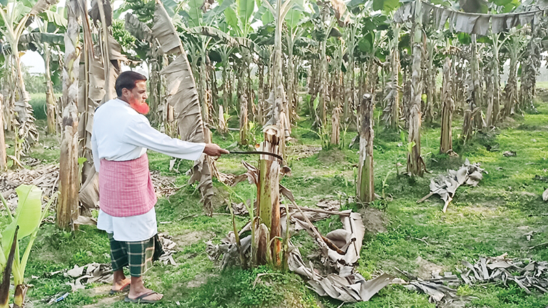 মেহেরপুরে ছত্রাকজনিত রোগে কলাগাছে মড়ক, লোকসানে কৃষক