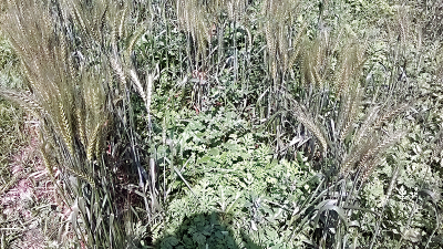 কৃষির উদ্বেগ ভিনদেশী আগাছা ‘পার্থেনিয়াম’
