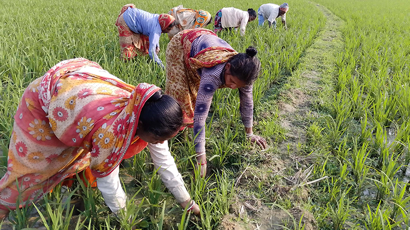 মজুরি বৈষম্যের শিকার আদিবাসী নারীরা