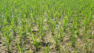 ফেনীতে পানিশূন্য খাল বোরো খেত চৌচির