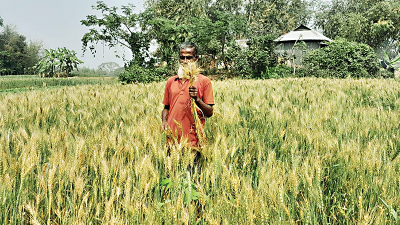 কৃষিনির্ভর নেত্রকোনায় কমছে গমের আবাদ