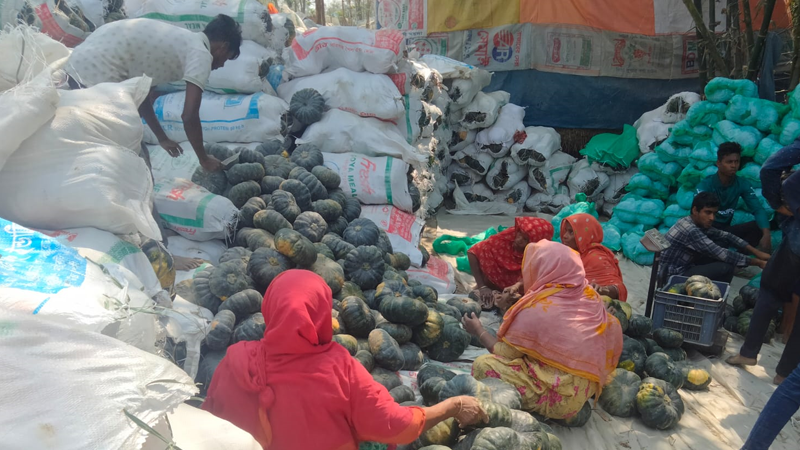 রফতানি হচ্ছে গংগাচড়ার তিস্তার চরে উৎপাদিত মিষ্টি কুমড়া