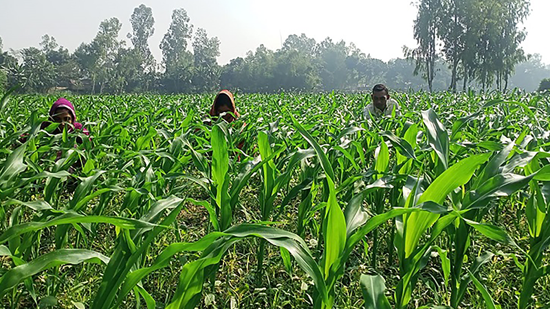 জয়পুরহাটে ভুট্টা চাষে বাম্পার ফলনের সম্ভাবনা
