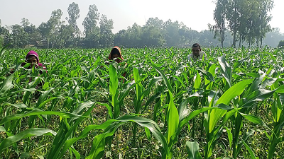 জয়পুরহাটে ভুট্টা চাষে বাম্পার ফলনের সম্ভাবনা