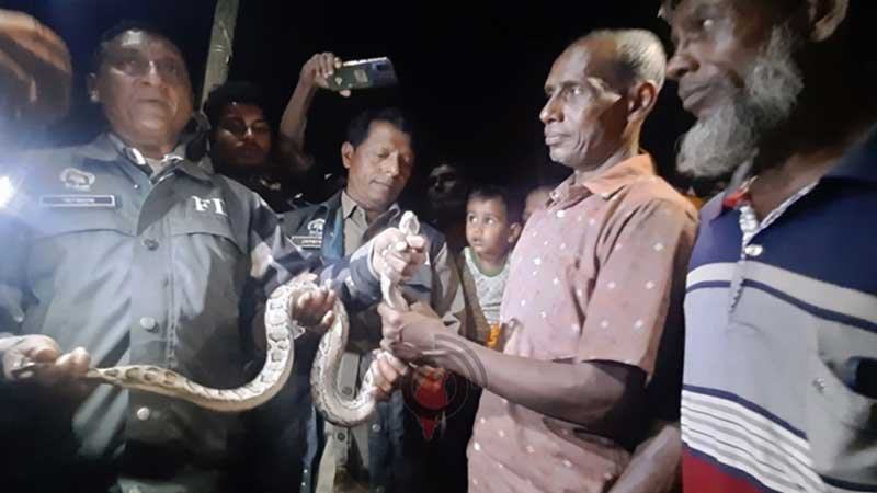 লোকালয় থেকে উদ্ধার অজগর সুন্দরবনে অবমুক্ত
