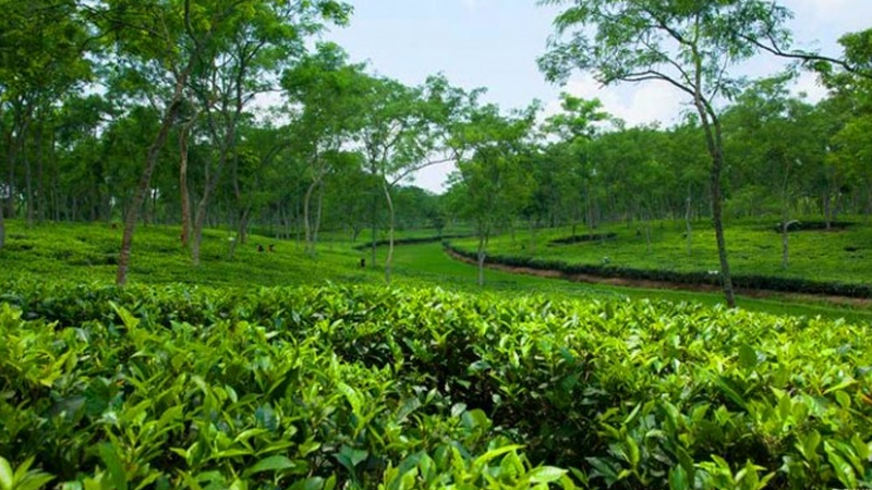 উৎপাদন বাড়লেও ফিরছে না চা রফতানির গৌরব