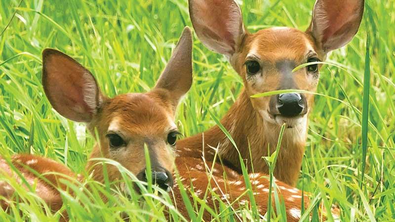 অভিজাতদের বন্যপ্রাণীর শখে বিপদে পড়তে পারে বাংলাদেশ
