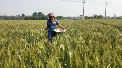 নড়াইলে পাঁচ বছরে গমের আবাদ বেড়েছে ২৫%