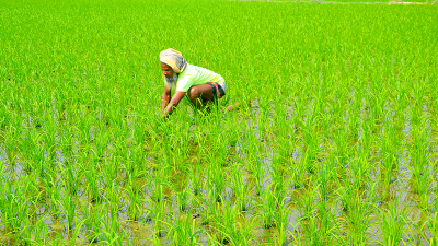 বগুড়ায় বোরো চাষে ৮ লাখ টন চাল উৎপাদনের আশা