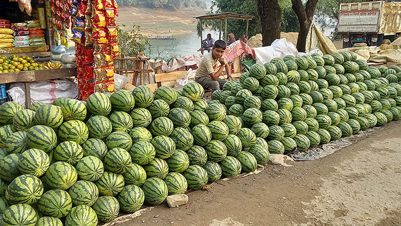 সিলেটের গোয়াইনঘাটে বাড়ছে তরমুজ চাষ