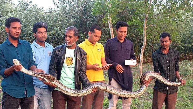 হাঁসের খামার থেকে ১৫ ফুট লম্বা অজগর উদ্ধার