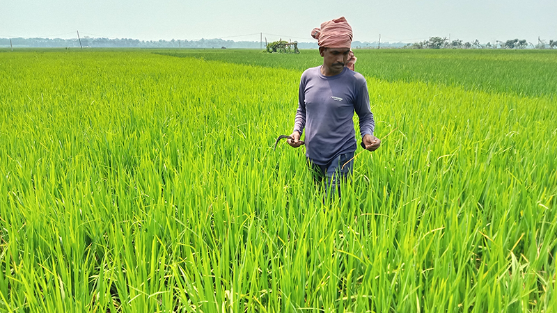১০ বছরে নড়াইলে বোরো চাষের জমি বেড়েছে ১০ হাজার হেক্টর