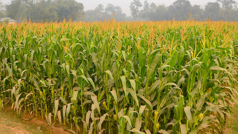 বগুড়ায় ১ লাখ ২২ হাজার টন ভুট্টা উৎপাদনের আশা