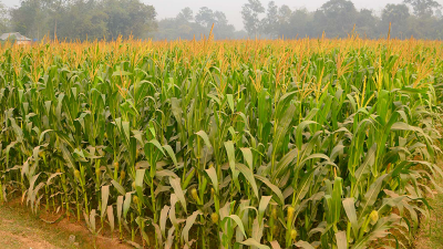 বগুড়ায় ১ লাখ ২২ হাজার টন ভুট্টা উৎপাদনের আশা