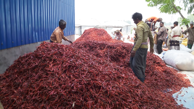 গাইবান্ধার শুকনা মরিচ যাচ্ছে বিভিন্ন জেলায়