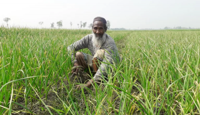 পাবনায় রসুন উৎপাদনের লক্ষ্যমাত্রা ১ লাখ ২৩ হাজার টন