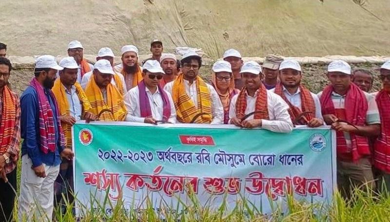 হাওরে বোরো ধান কাটা উৎসবের উদ্বোধন