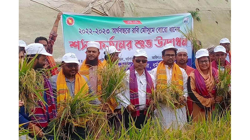 সুনামগঞ্জের হাওরে বোরো ধান কাটা শুরু