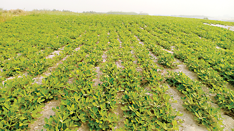 সারিয়াকান্দির চরে বাদাম চাষে বন্যার ক্ষতি পোষানোর চেষ্টা